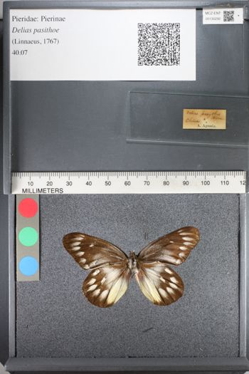 Media type: image;   Entomology 130292